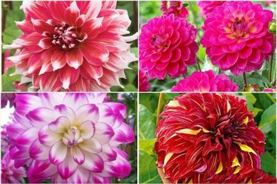 FERNSFLY® IMP. Dahlia | Dhalia | Dahalia Perennial Flower Bulbs Excellent Quality Attractive Aromatic Flower Home Outdoor Gardening Flowering Bulbs (Pack of 3 The Multi Mix Dahlia) Seed