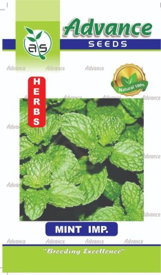 U-GROW INDIA MINT ( PUDINA ), FRESH MINT, HERBS SEEEDS, 50+ PER PACKET SEEDS Seed(100 per packet)