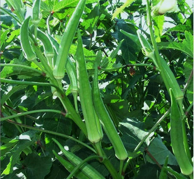 CYBEXIS LX-47 - Okra/lady Finger F1 Hybrid Organic - (1350 Seeds) Seed(1350 per packet)
