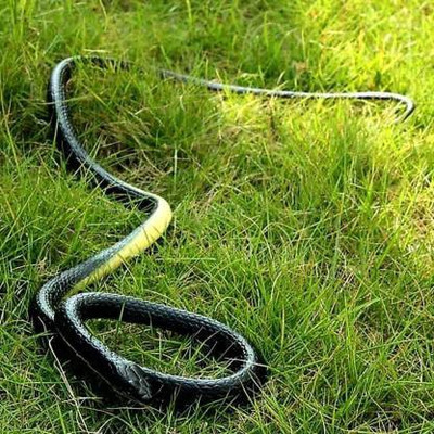 Tricolor Fake For Prank(Colour as per availibility) Fake Snake/Prank Realistic Fake Rubber Snake Prank Toy Fake Snake Prank Toy Gag Toy (Black) Gag Toy(Black)