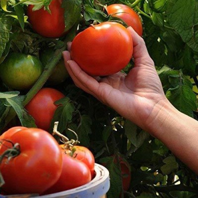 Aywal Red Cherry tomato Seeds (Hybrid) For Your Home Gardern Seed(80 per packet)