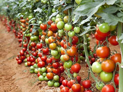Aywal Hybrid Pusa Ruby High Yield Tomato Seed(20 per packet)