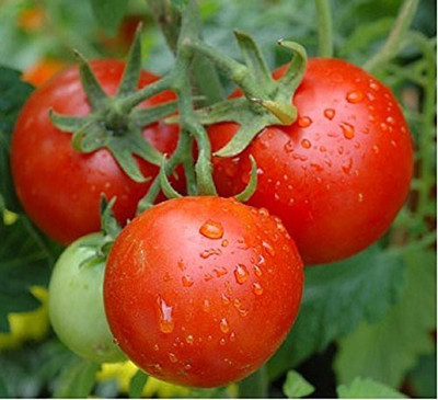 dpays Tomato Seed(70 per packet)