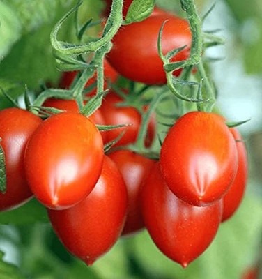 dpays Tomato Seed(80 per packet)