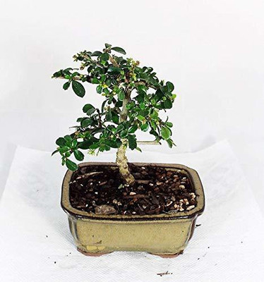 EVY Tea Plant(Hybrid, Pack of 1)