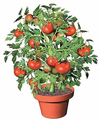 Aywal High Yield Tomato F1 RED Ruby Hybrid Seed(200 per packet)