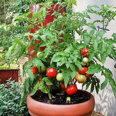 Aywal Tomato Seeds High Germination Red Cherry Tomato Vegetable Seed Seed(15000 per packet)