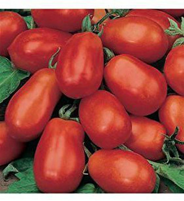 EVY Tomato Seed Seed(1 per packet)