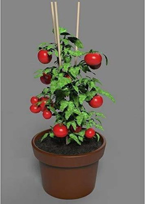 Aywal Red Tomato F1 Hybrid Heirloom Seed(400 per packet)