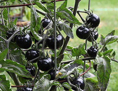 KANAYA Tomato - Black Cherry Seed(825 per packet)