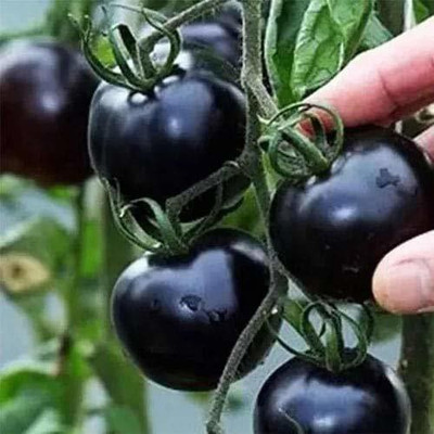 Aywal Black Imported vegetables Tomato Seed(125 per packet)