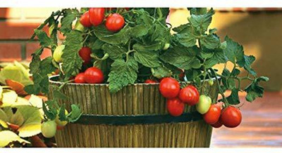 Aywal Hybrid Pusa Ruby High Yield Tomato Seed(500 per packet)