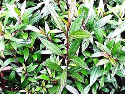 FURYHUB Tea Plant(Hybrid, Pack of 1)