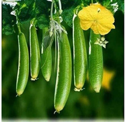 MAA Sponge Gourd, Luffa Seed(25 per packet)