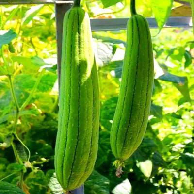 MAA Sponge Gourd, Luffa Seed(43 per packet)
