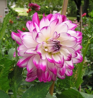 FERNSFLY® IMP. Dahlia | Dhalia | Dahalia Perennial Flower Bulbs Excellent Quality Attractive Aromatic Flower Home Outdoor Gardening Flowering Bulbs (Pack of 13 The Who Dun It Dahlia) Seed(13 per packet)