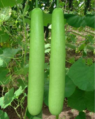 FLARE SEEDS Bottle Gourd Seed 20 per packet Seed(20 per packet)