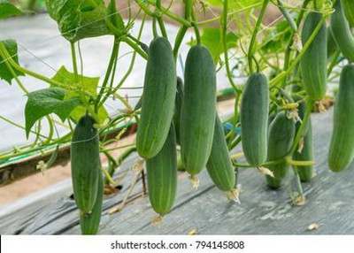 KEMORA khira seeds Seed(50 per packet)
