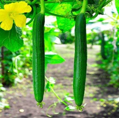 MAA Sponge Gourd, Luffa Seed(100 per packet)