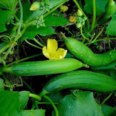 MAA Sponge Gourd, Luffa Seed(25 per packet)
