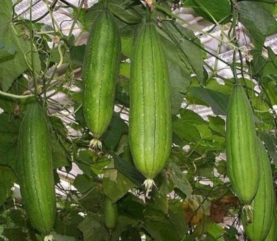 MAA Sponge Gourd, Luffa Seed(37 per packet)
