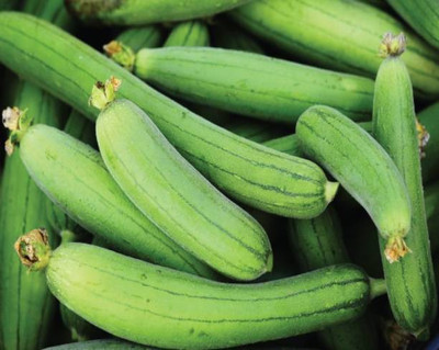 MAA Sponge Gourd, Luffa Seed(73 per packet)