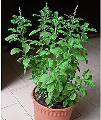 GreenyOn Tulsi Plant(Hybrid, Pack of 1)