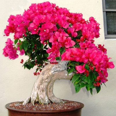 Ukanda Bougainvillea Plant(Hybrid, Pack of 1)