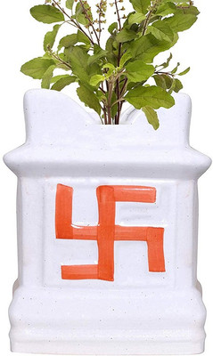 EZtect Tulsi Plant(Hybrid, Pack of 1)