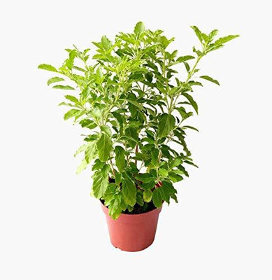 Aywal Rama Tulsi Seed(50 per packet)