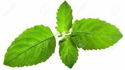 EZtect Tulsi Plant(Hybrid, Pack of 1)