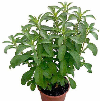 FURYHUB Tulsi Plant(Hybrid, Pack of 1)