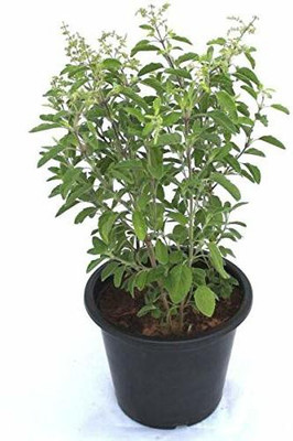 Aywal Krishna Tulsi Seed(80 per packet)