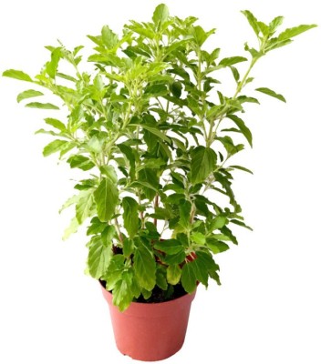 Vijay Sales Tulsi Plant(Hybrid, Pack of 1)