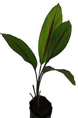 FURYHUB Turmeric Plant(Hybrid, Pack of 1)