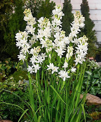 Vijay Sales Tuberose/Rajnigandha Plant(Hybrid, Pack of 1)