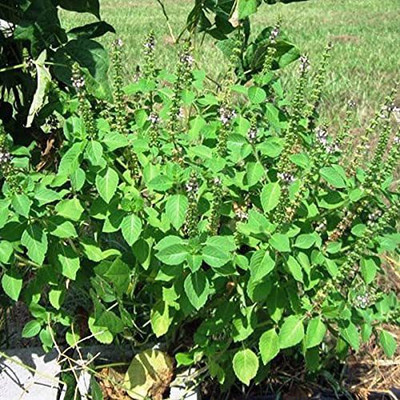 FURYHUB Tulsi Plant(Hybrid, Pack of 1)