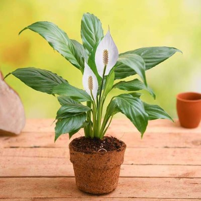 CHOUDHARY PLANTHUB Peace Lily Plant(Hybrid, Pack of 1)