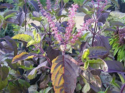 TRICONE Krishna Tulsi Seed(600 per packet)