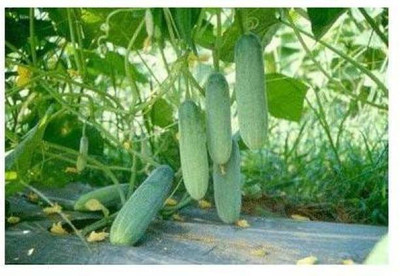 Aro Cucumber, Kheera Seed(157 per packet)
