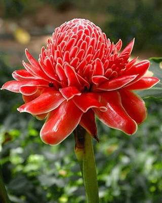 SeedsVille Red Torch Ginger Flower Seeds - 30 Seeds Eco Pack For Sowing, Home Garden Seed(30 per packet)