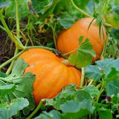 Aro Pumpkin Seed(17 per packet)