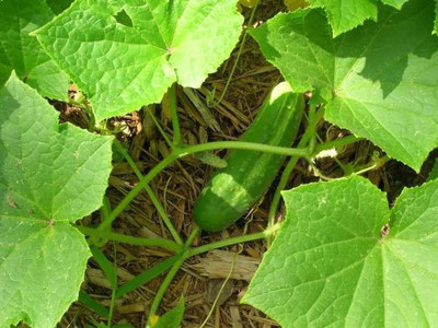 MAA Cucumber, Kheera Seed(108 per packet)