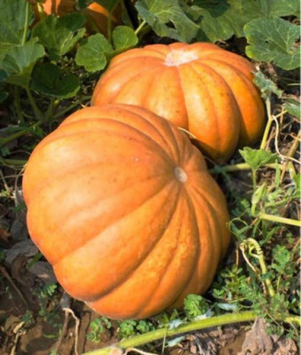 MAA Pumpkin Seed(199 per packet)