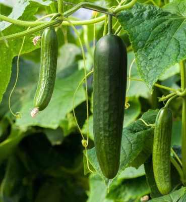 Chalisa Cucumber Seed(40 per packet)