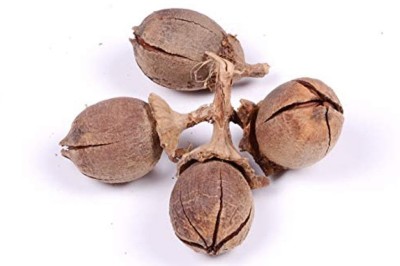 RK Seeds RK Seeds - Pride of India trees seeds - Lagerstroemia speciosa seeds- Queen Crape Myrtle- Jarul seeds - 100 gm Seed(100 g)