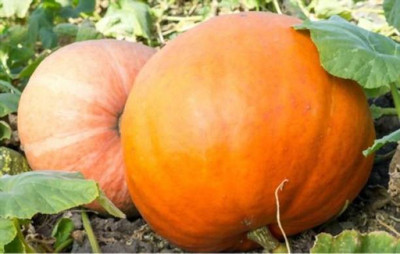 Aro Pumpkin Seed(24 per packet)