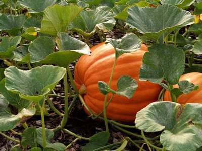 MAA Pumpkin Seed(10 per packet)