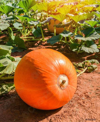 MAA Pumpkin Seed(136 per packet)