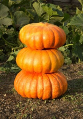 MAA Pumpkin Seed(157 per packet)